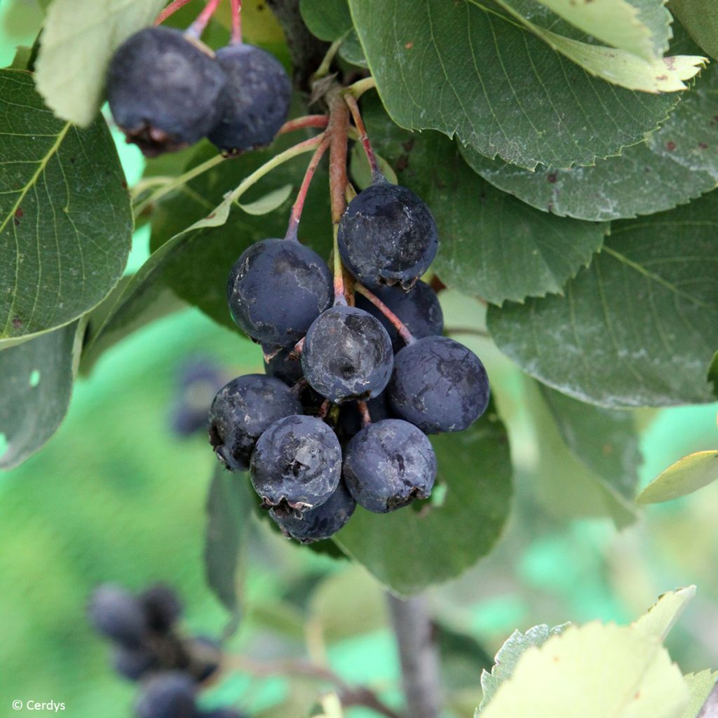 Guillomo de Saskatchewan Saskablue - Amelanchier alnifolia