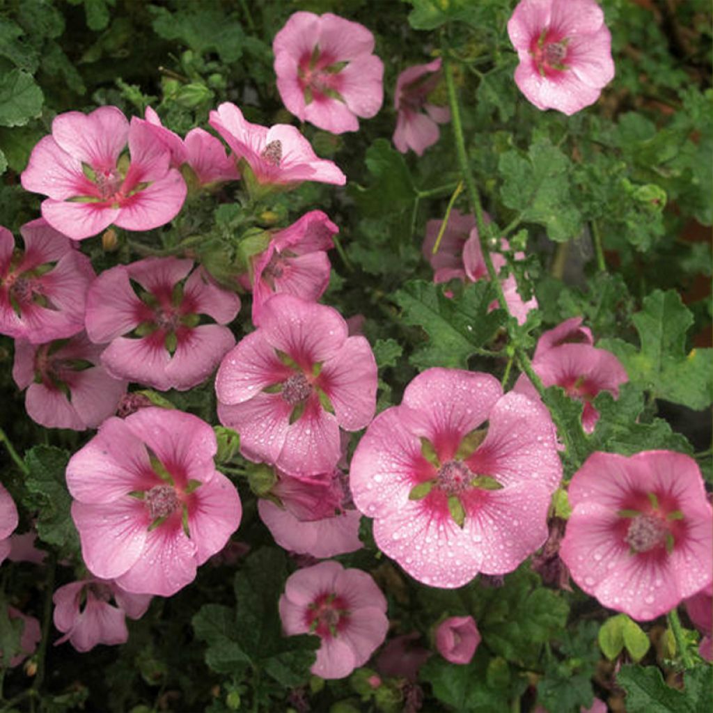 Anisodontea Cristal rose