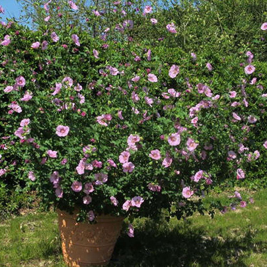 Anisodontea Cristal rose