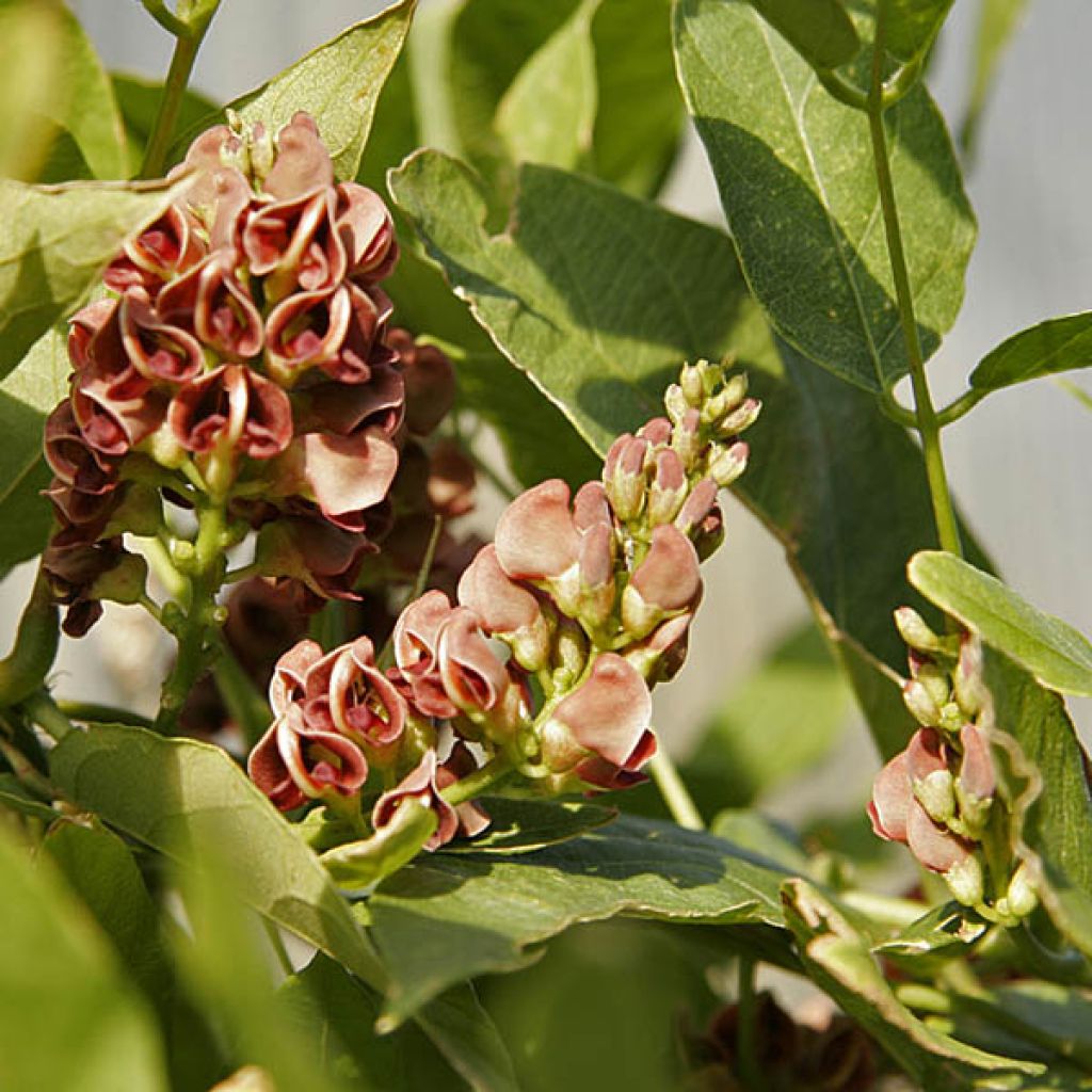 Legumbre papa - Apios americana