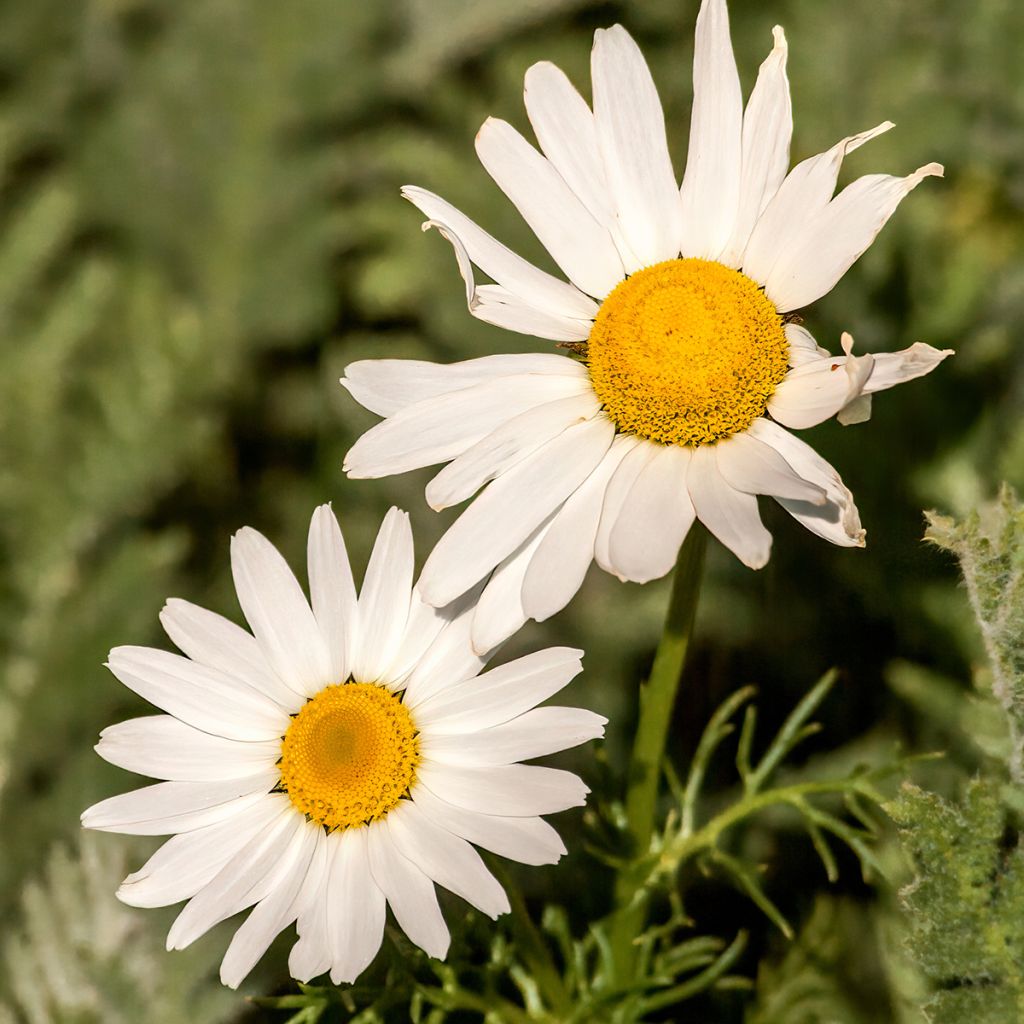 Arctanthemum arcticum - Margarita macaronecia