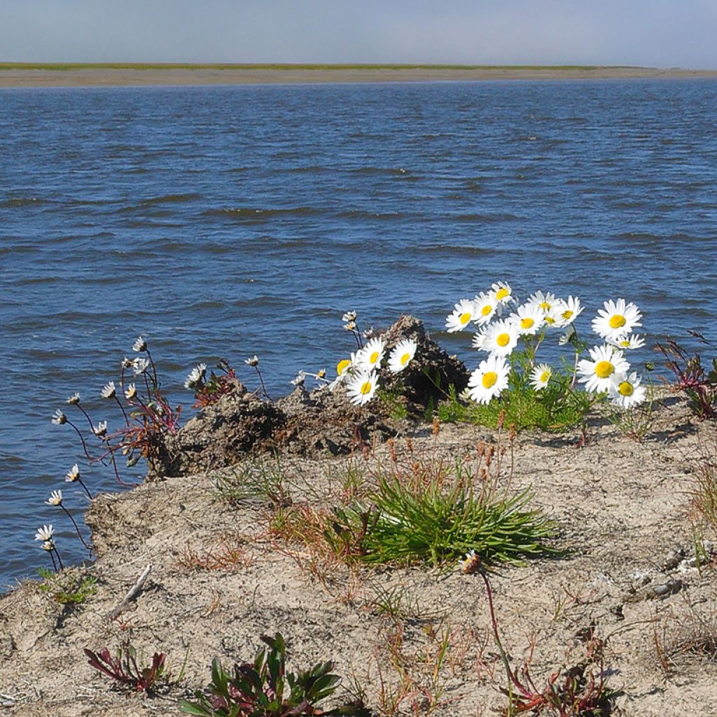 Arctanthemum arcticum - Margarita macaronecia