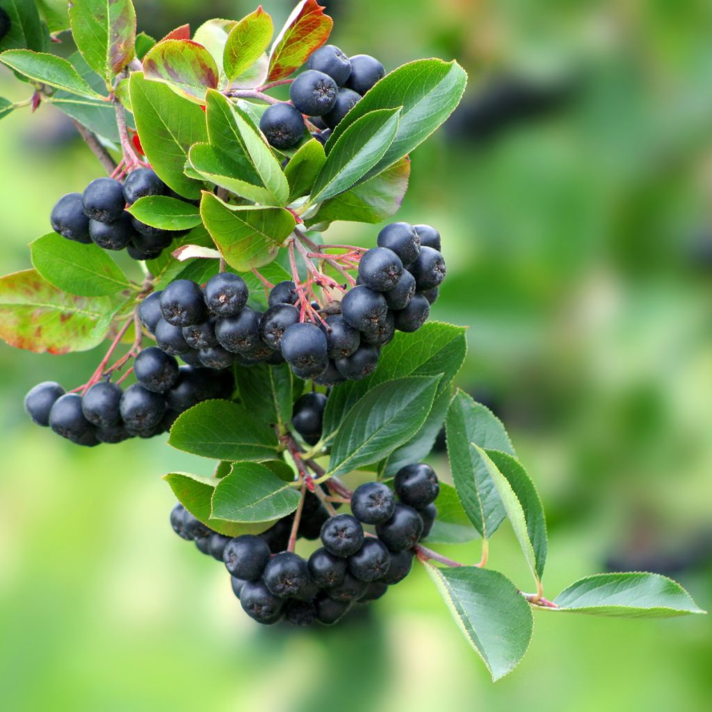 Chokeberry púrpura Lowberry Little Helpers - Aronia x prunifolia