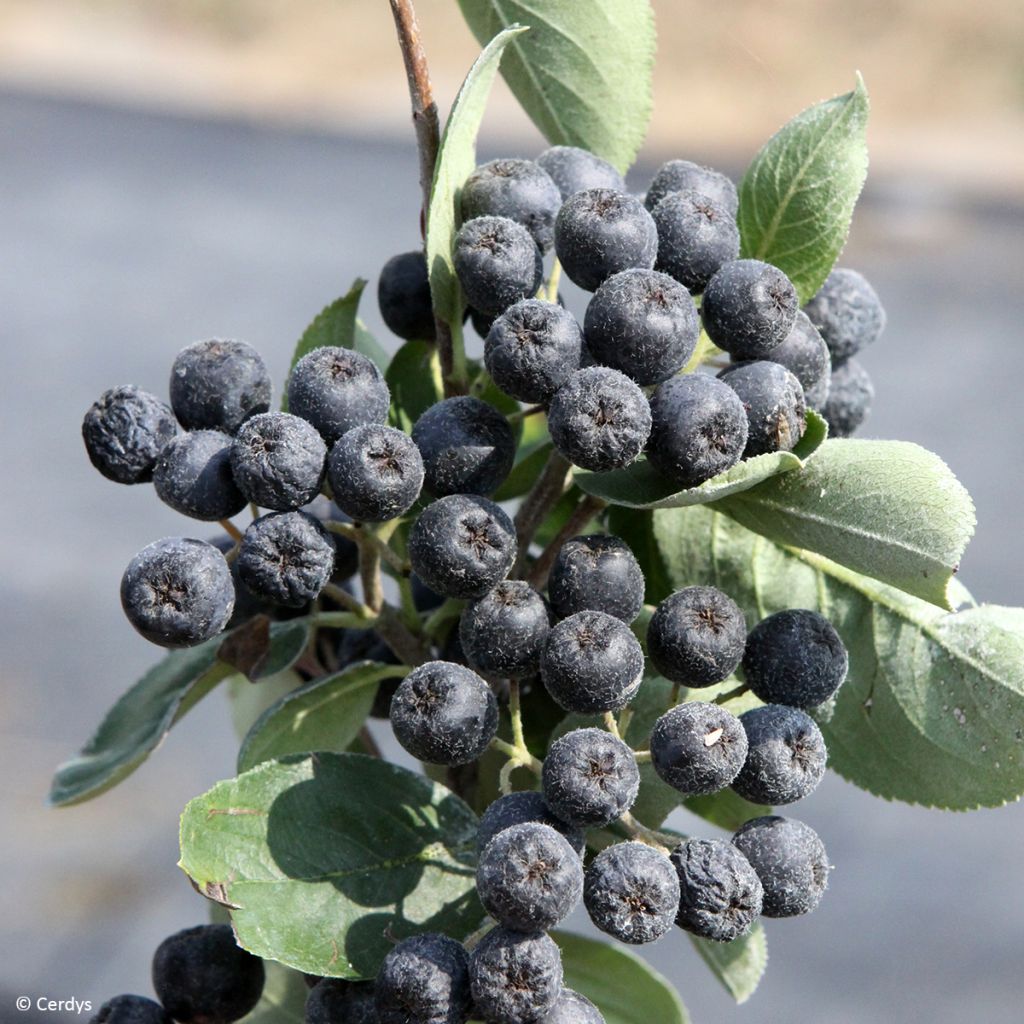 Chokeberry púrpura Rubina - Aronia x prunifolia