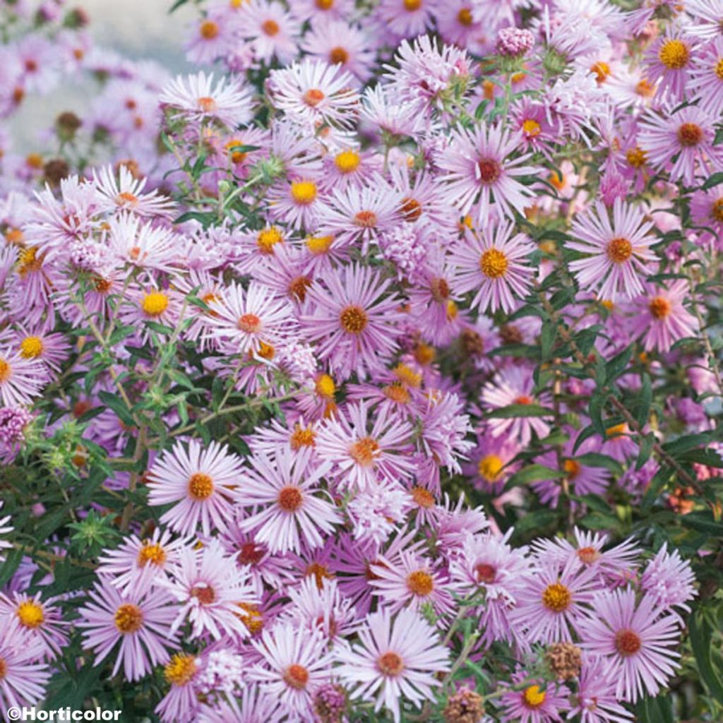 Aster novae-angliae Madame Loyau