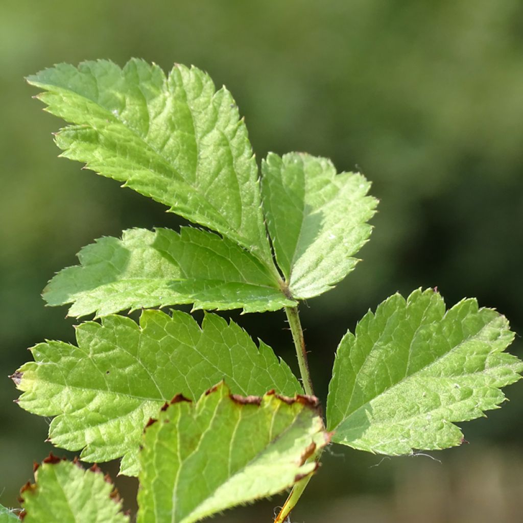 Espirea de pluma Purpurkerze- Astilbe