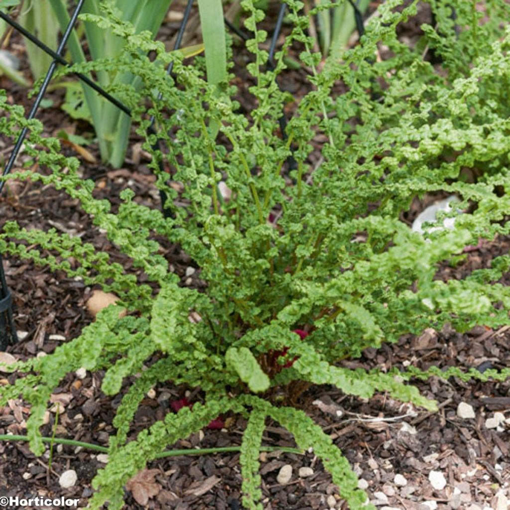 Athyrium filix-femina Frizelliae, Fougère femelle