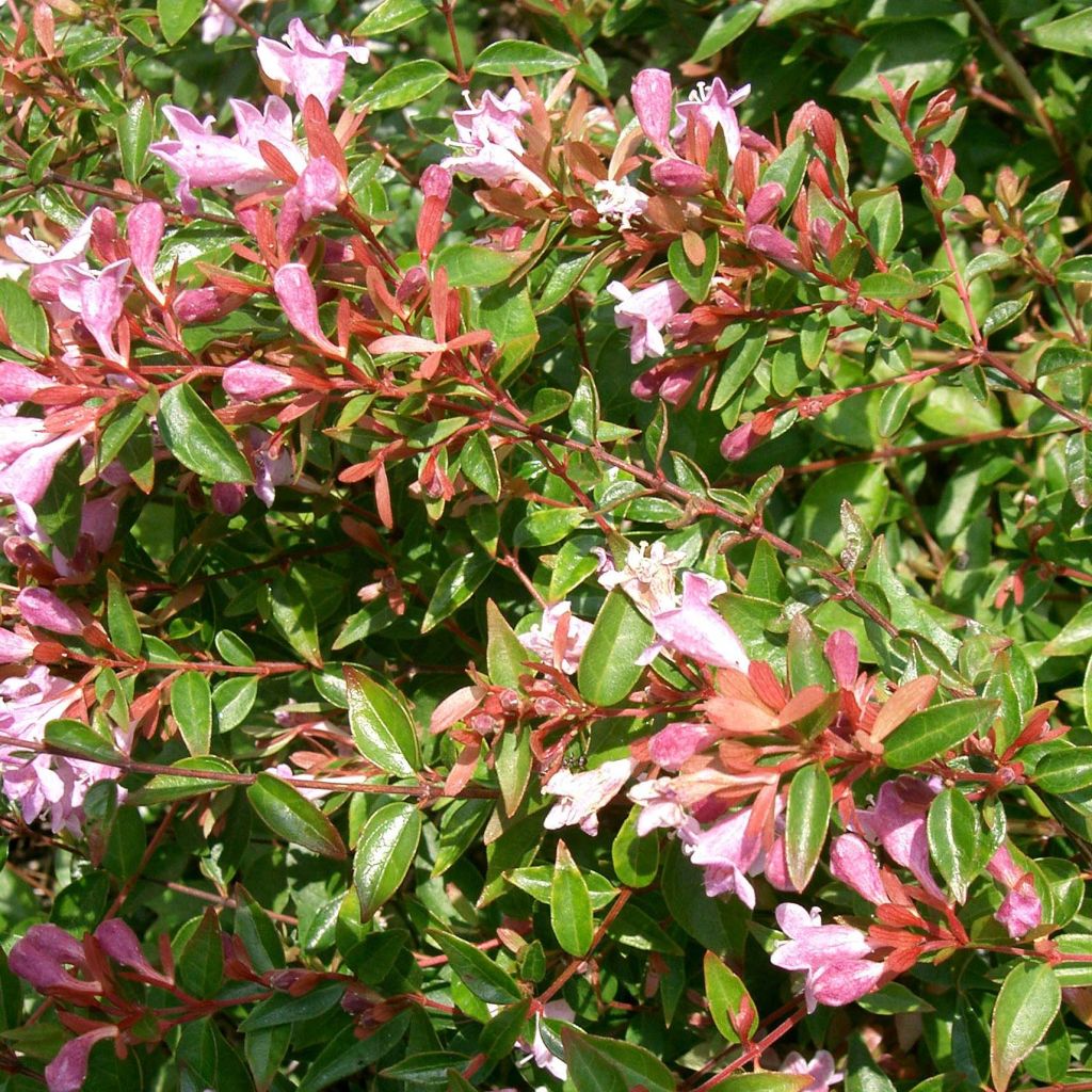 Abelia grandiflora Edward Goucher