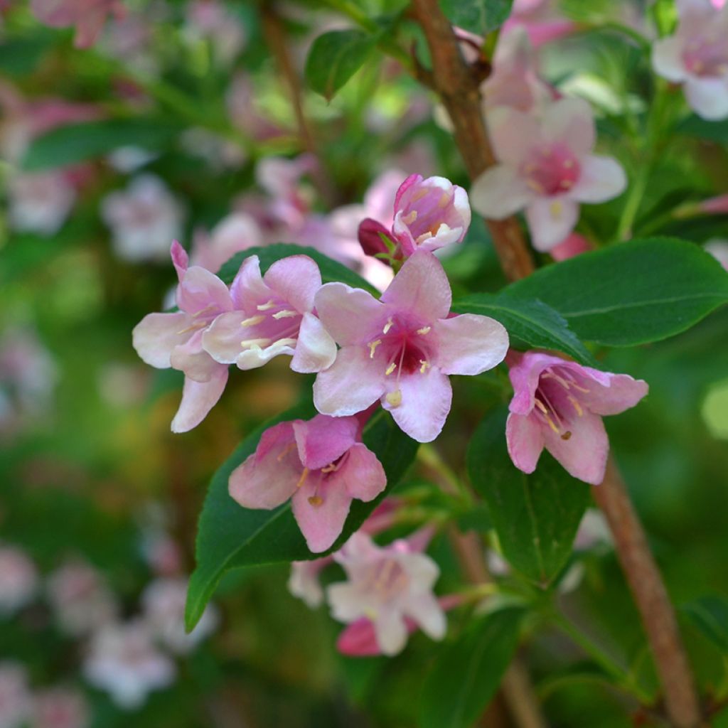 Abelia grandiflora Edward Goucher