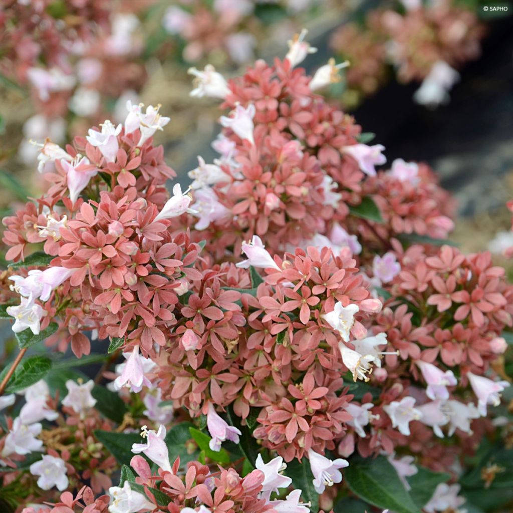 Abelia Raspberry Profusion 