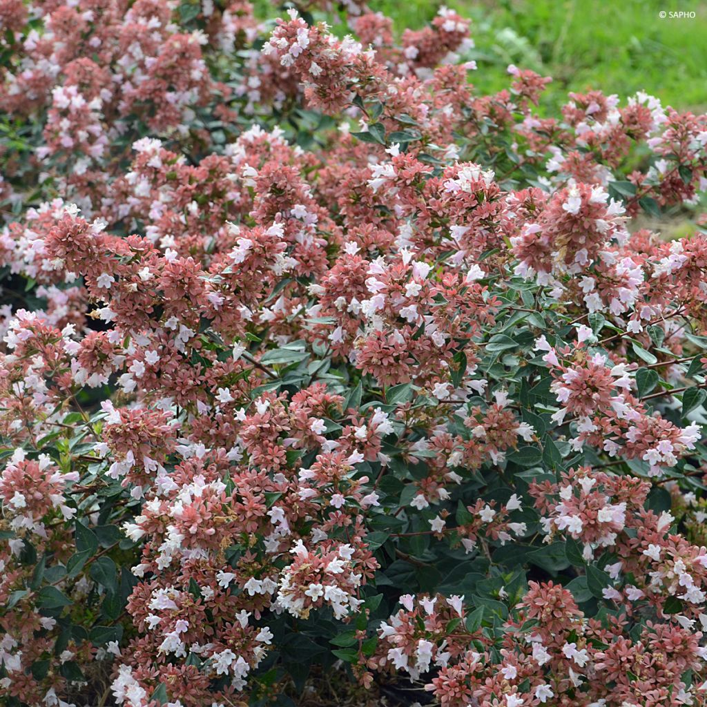 Abelia Raspberry Profusion