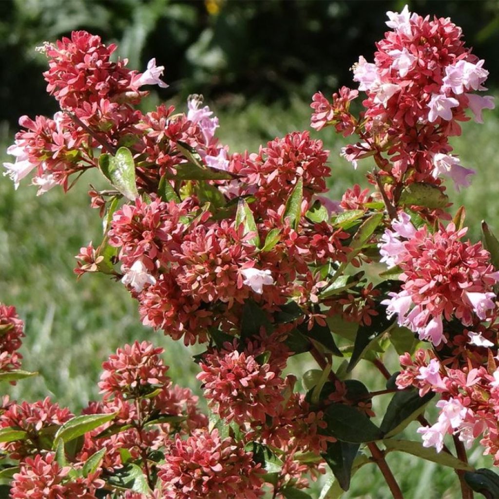 Abelia Raspberry Profusion 