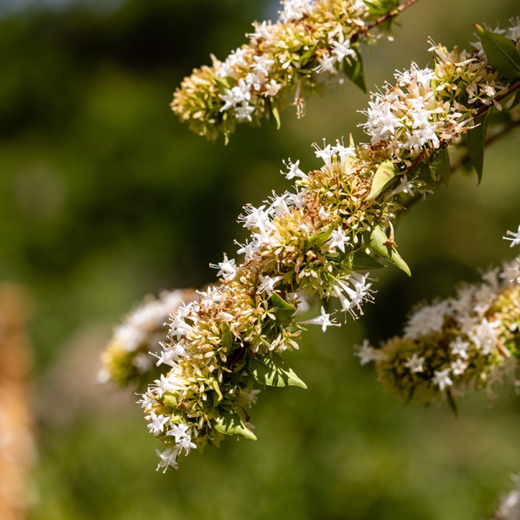 Abelia chinensis