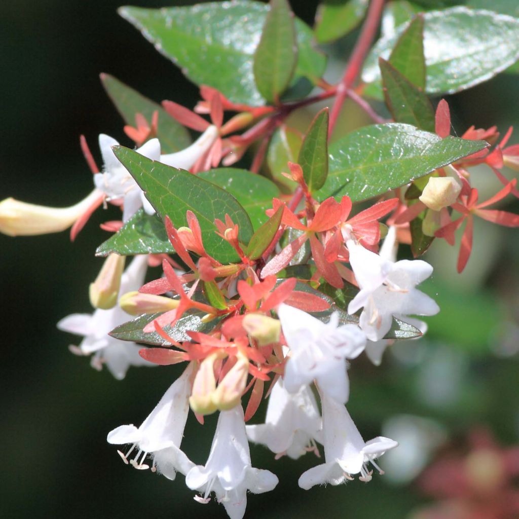 Abelia grandiflora