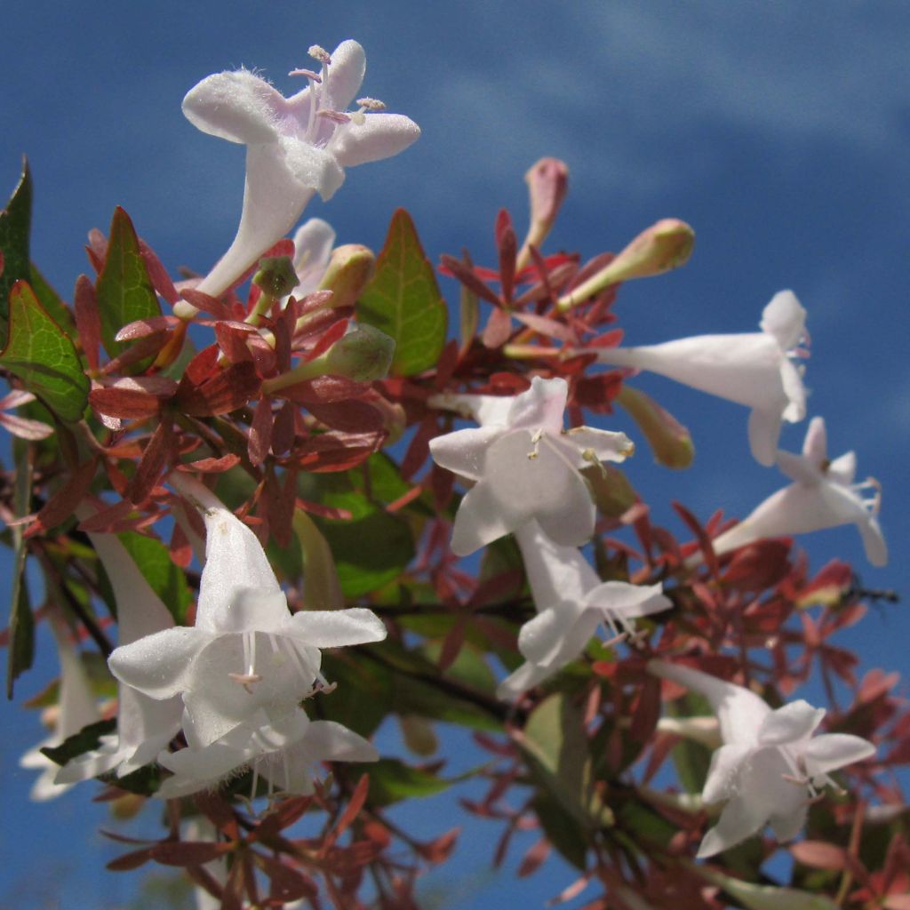 Abelia grandiflora