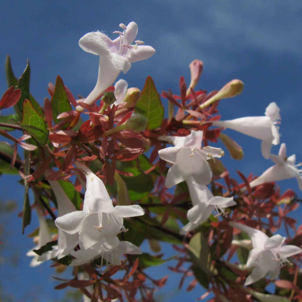 Abelia grandiflora