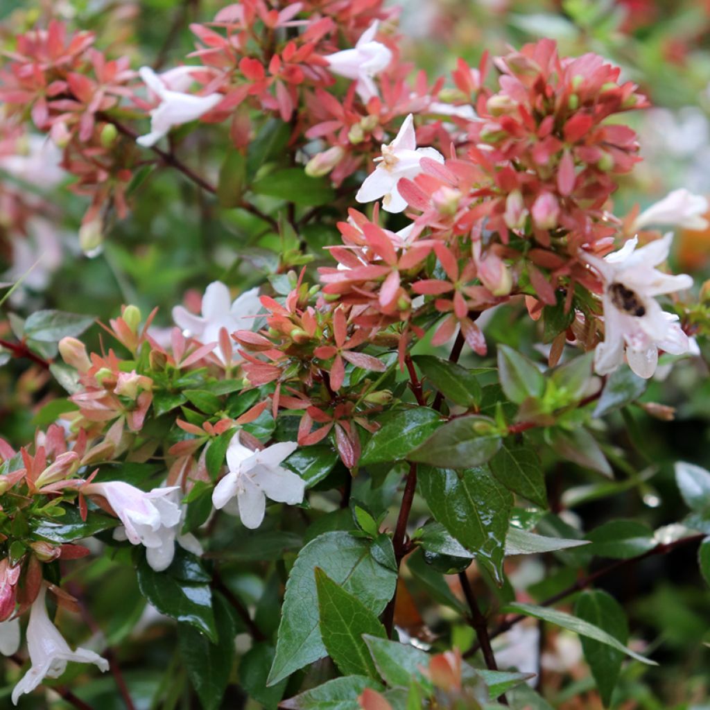 Abelia grandiflora