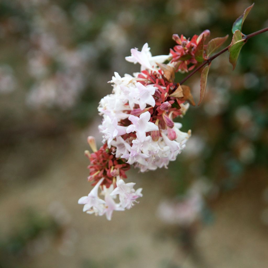 Abelia grandiflora