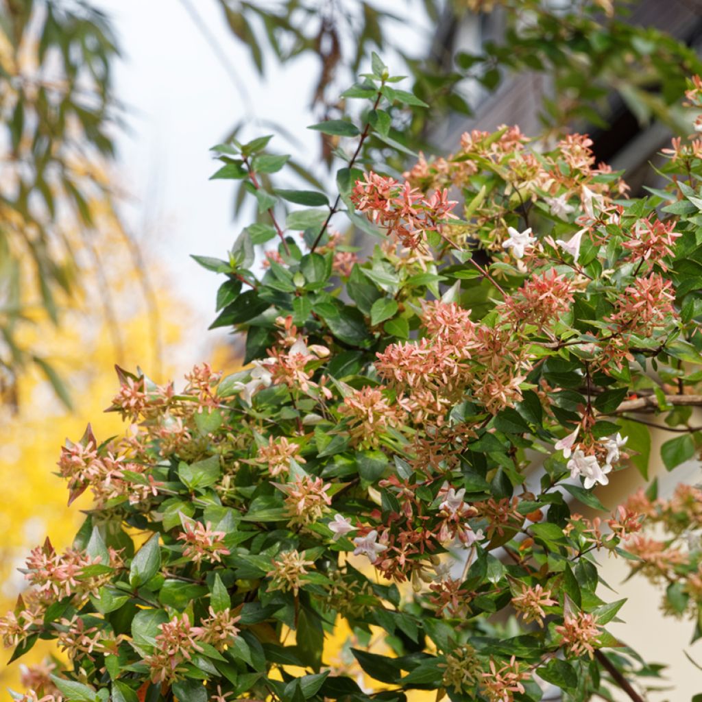 Abelia grandiflora