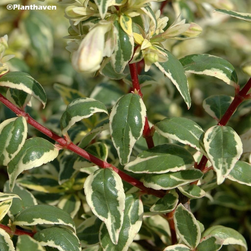 Abelia grandiflora Radiance