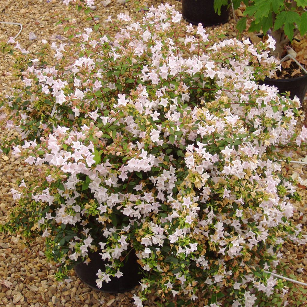 Abelia Pinky Bells