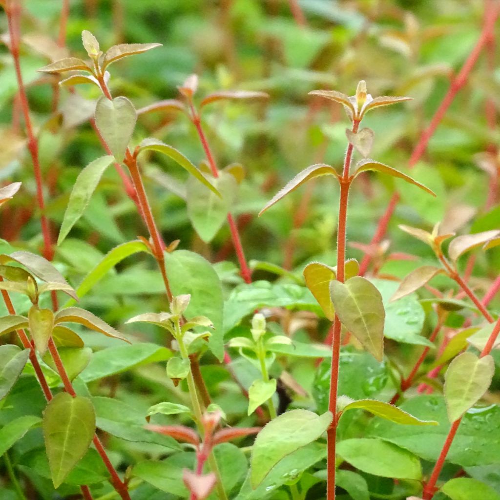 Abelia Pinky Bells