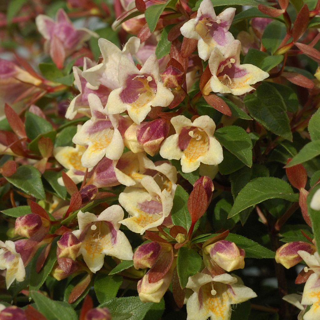 Abelia x grandiflora Sunny Charm®  MINDUO1 - Abélia à grandes fleurs.