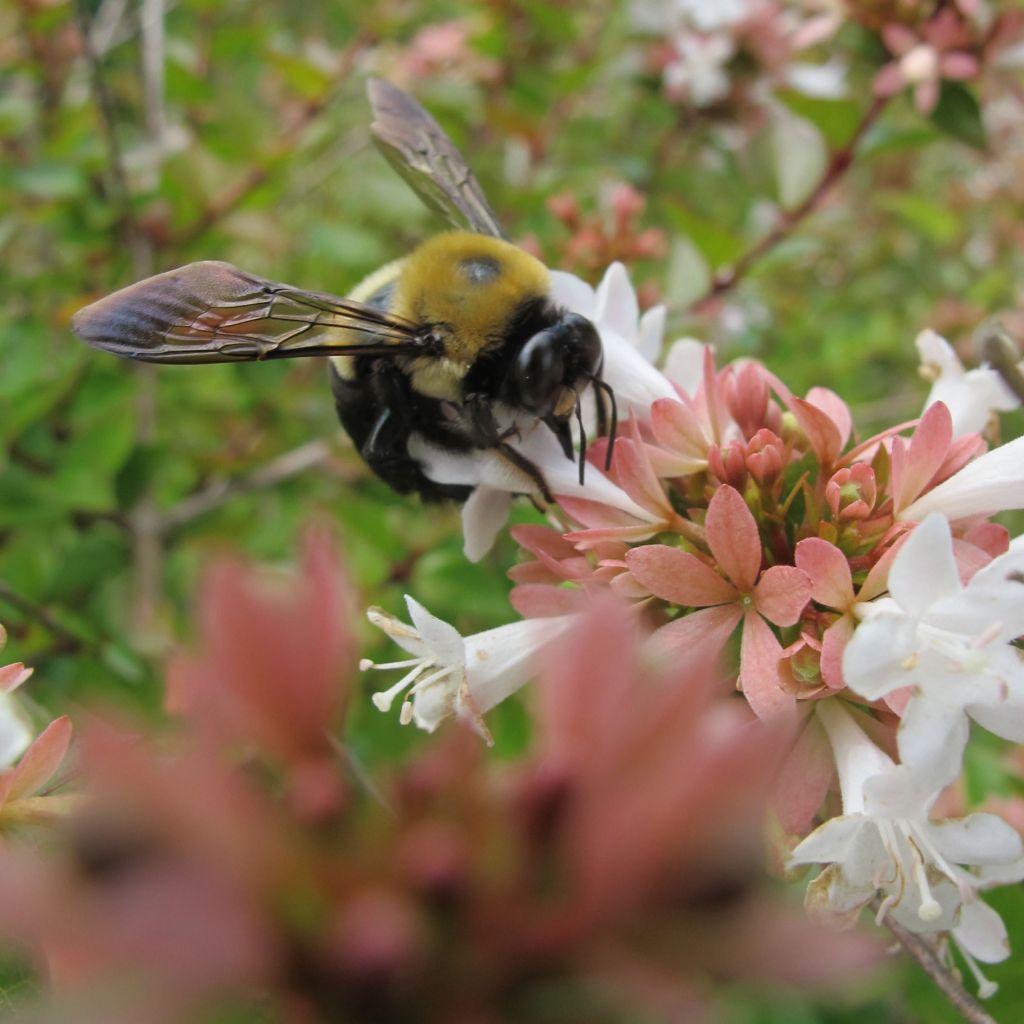 Abelia zanderi Little Richard