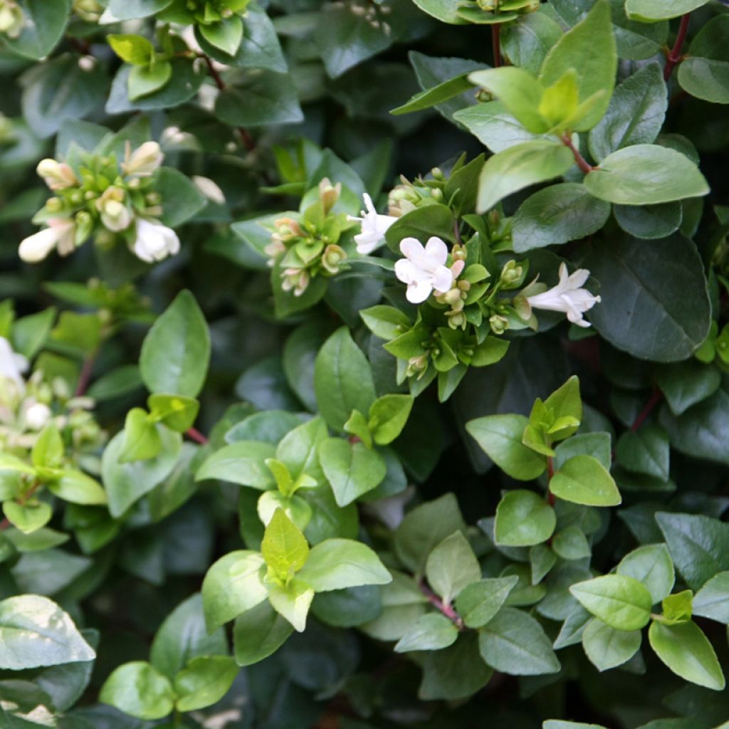 Abelia zanderi Little Richard