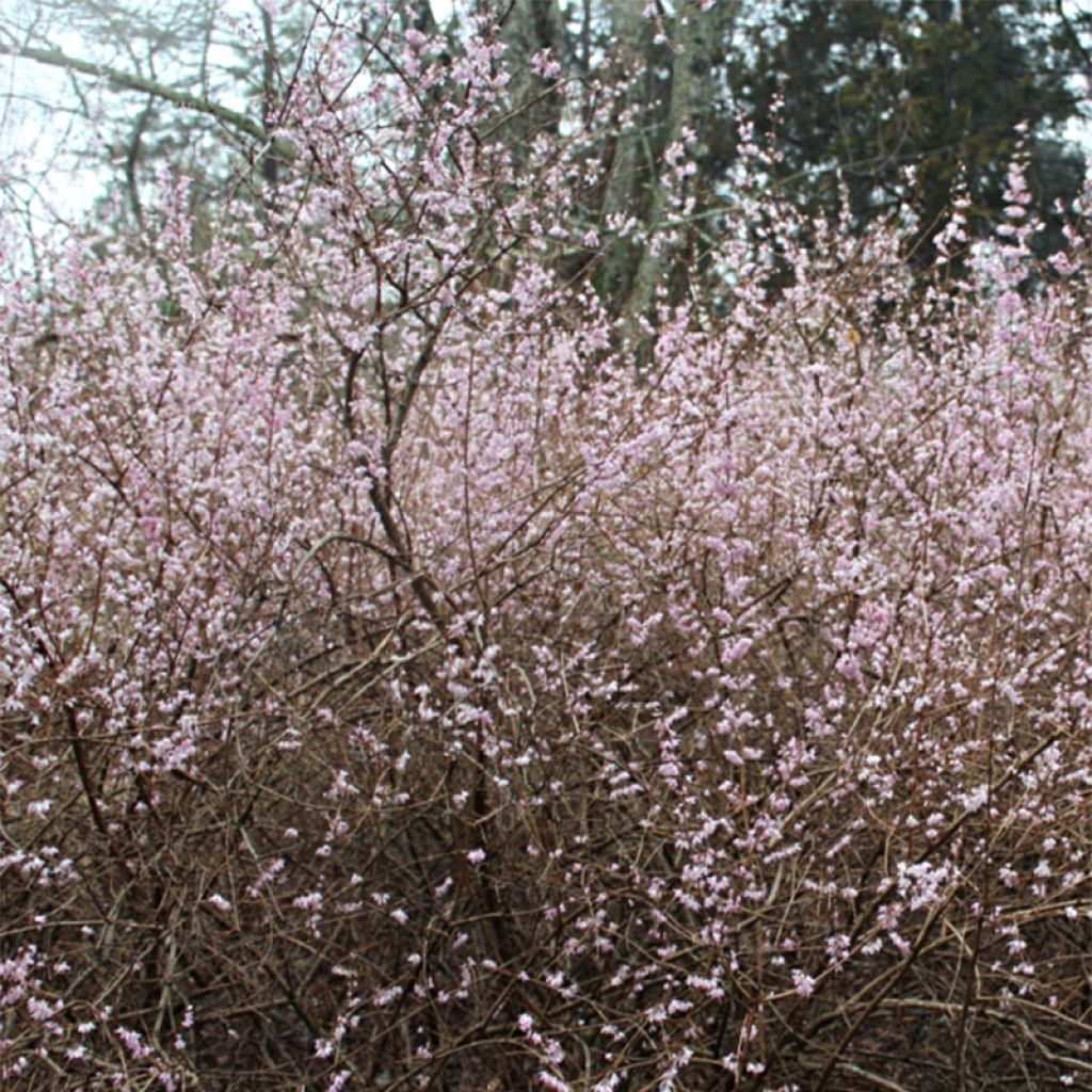 Abeliophyllum distichum Roseum - Forsitia rosa de Corea