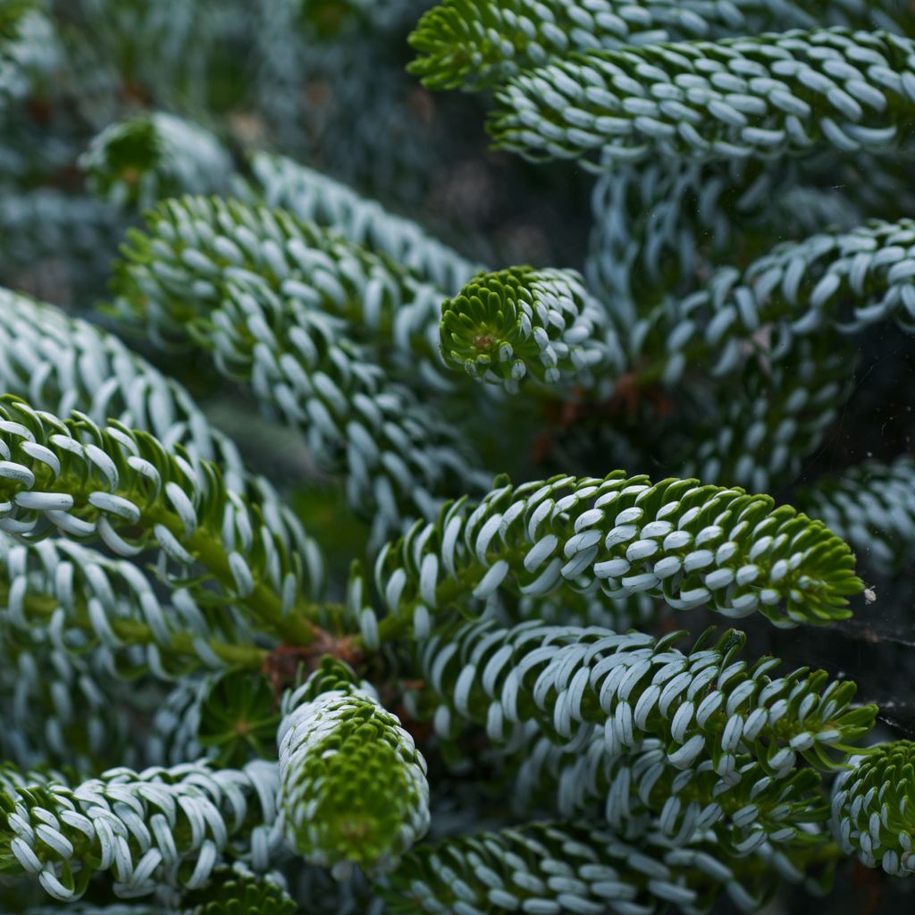 Abies koreana Silberlocke - Sapin de Corée              