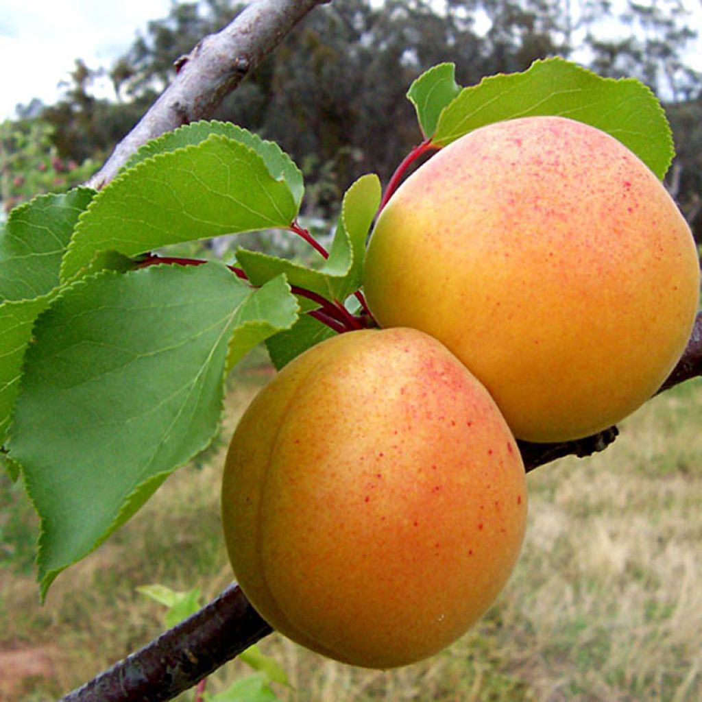 Albaricoquero Bergeron