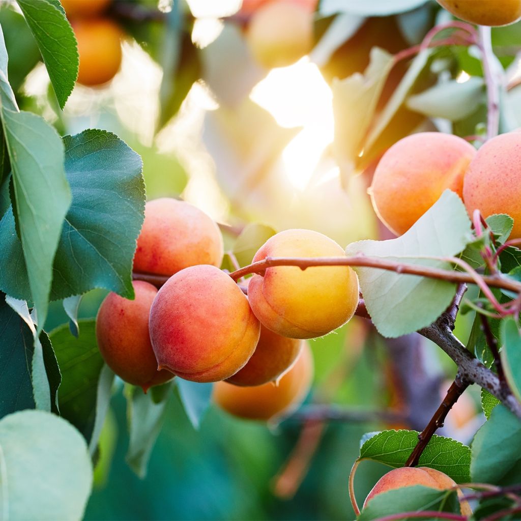 Abricotier - Prunus armeniaca Tardif De Bordaneil