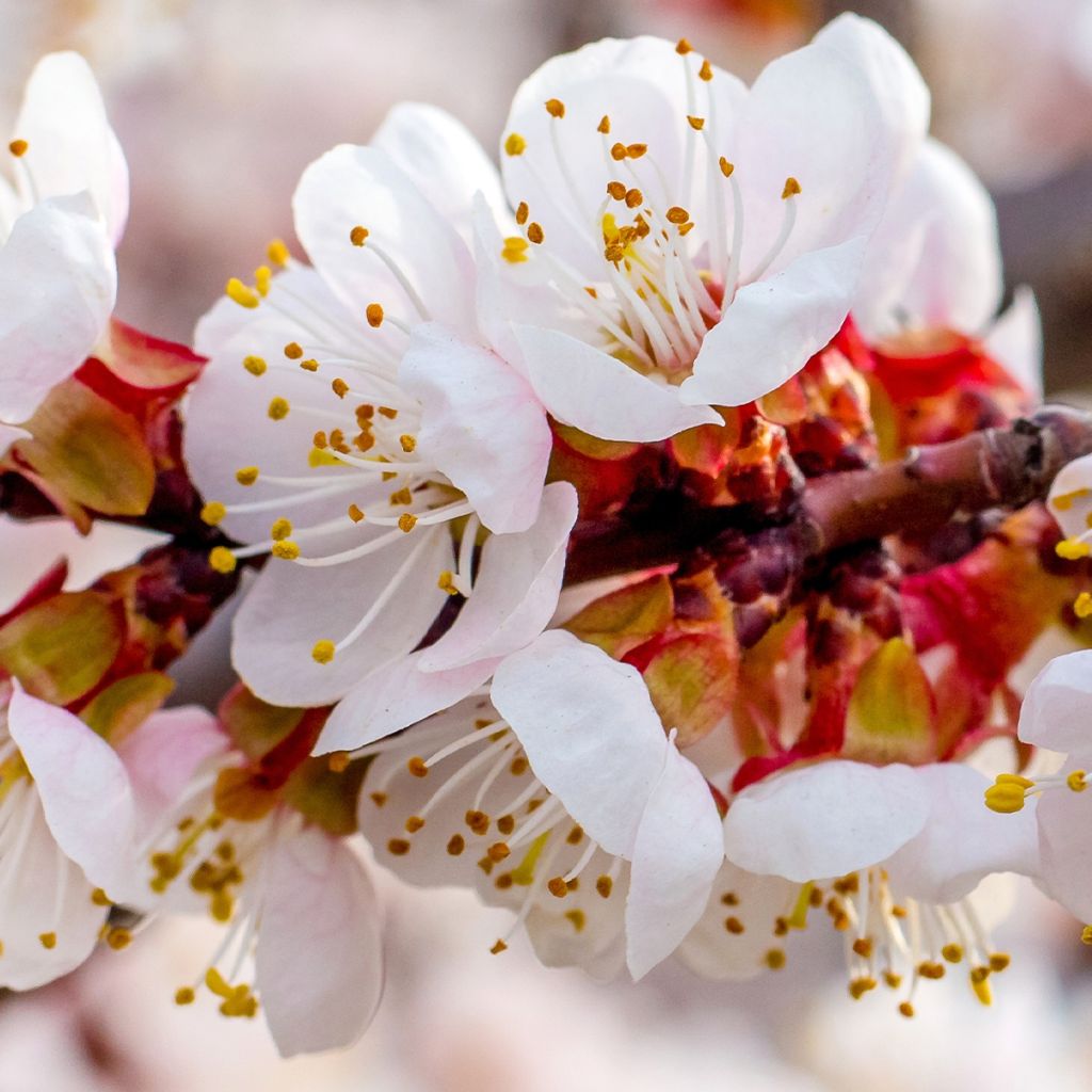 Abricotier - Prunus armeniaca Tardif De Bordaneil