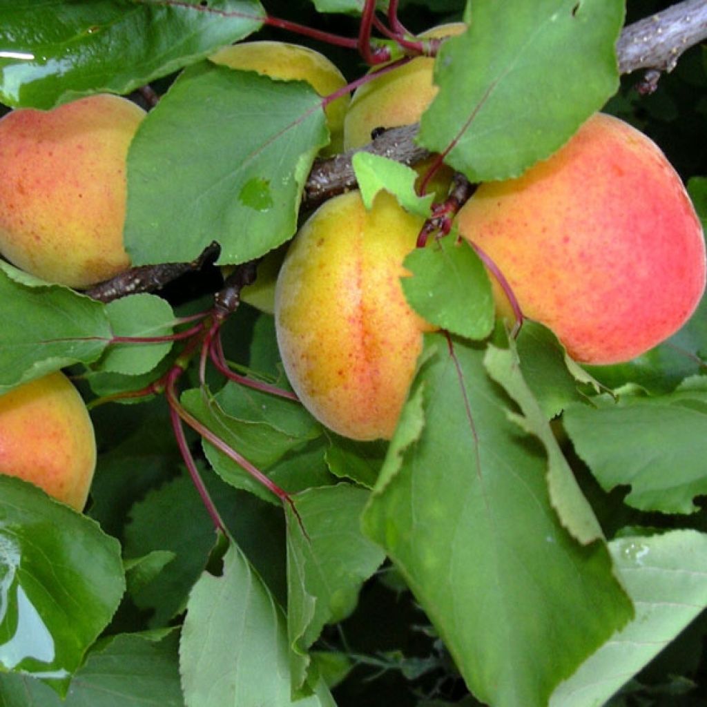 Albaricoquero Polonais