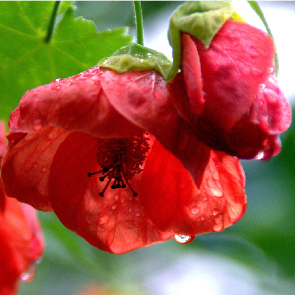 Abutilon Cannington Carol