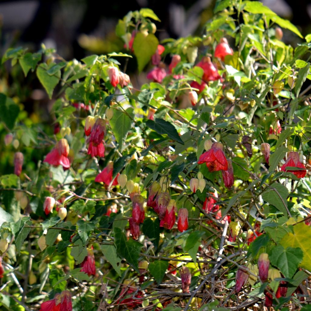 Abutilon Patrick Synge