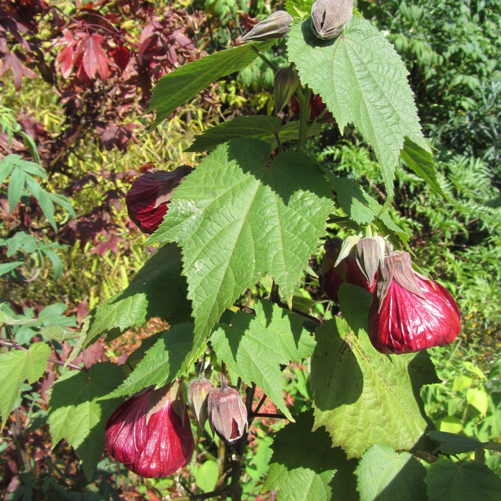 Abutilon Nabob