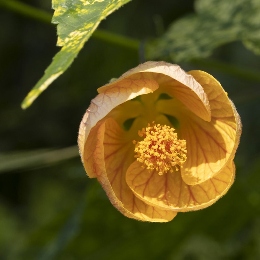 Abutilon pictum Thompsonii