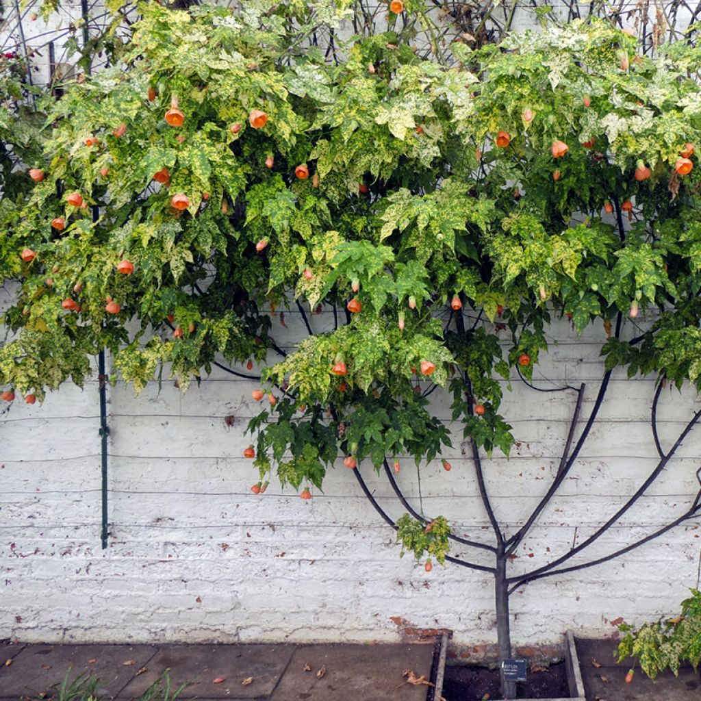 Abutilon pictum Thompsonii