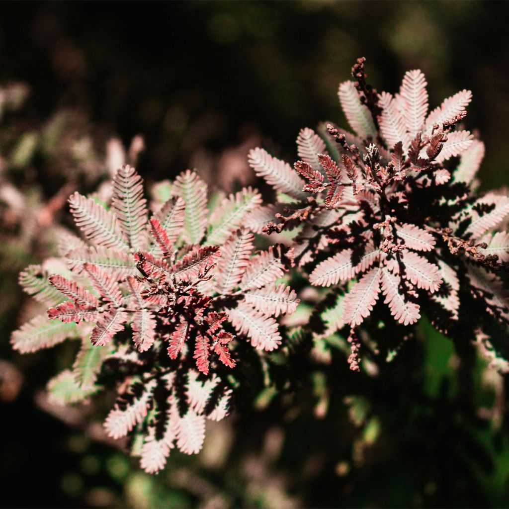 Acacia baileyana Songlines - Mimosa