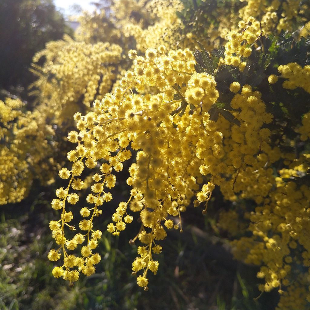 Acacia baileyana Songlines - Mimosa