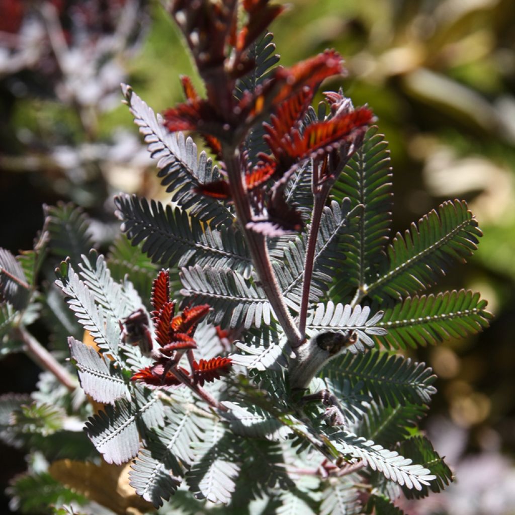 Acacia baileyana Songlines - Mimosa