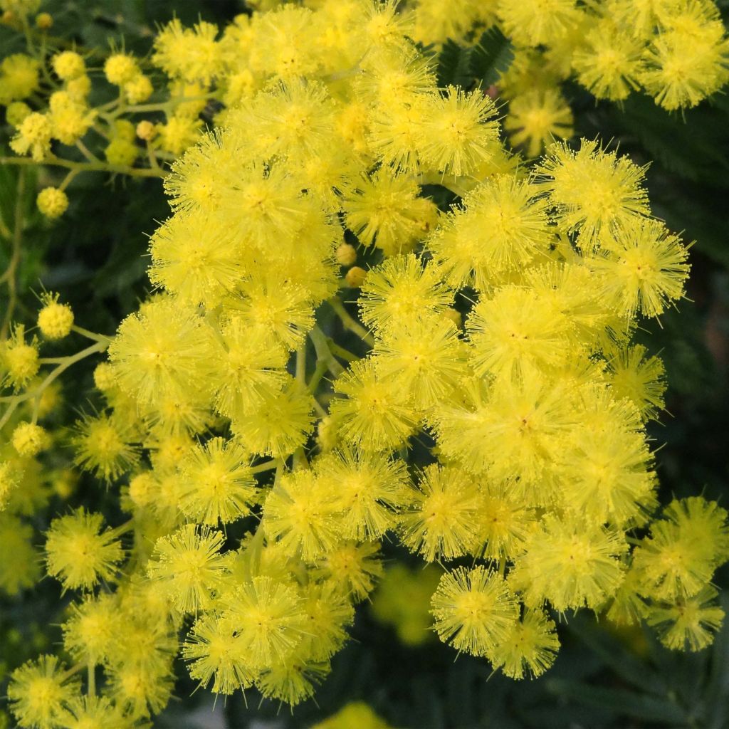 Mimosa - Acacia dealbata