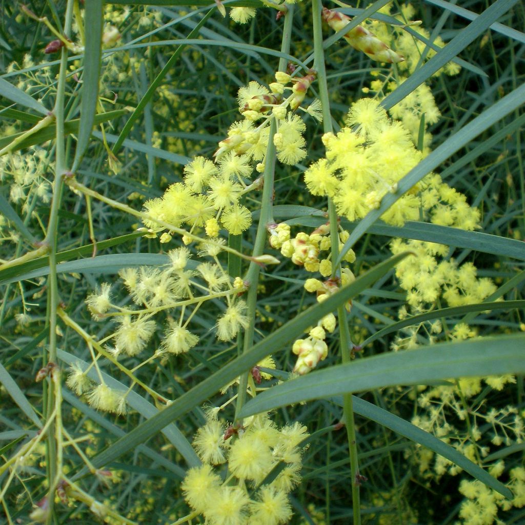 Acacia iteaphylla - Mimosa