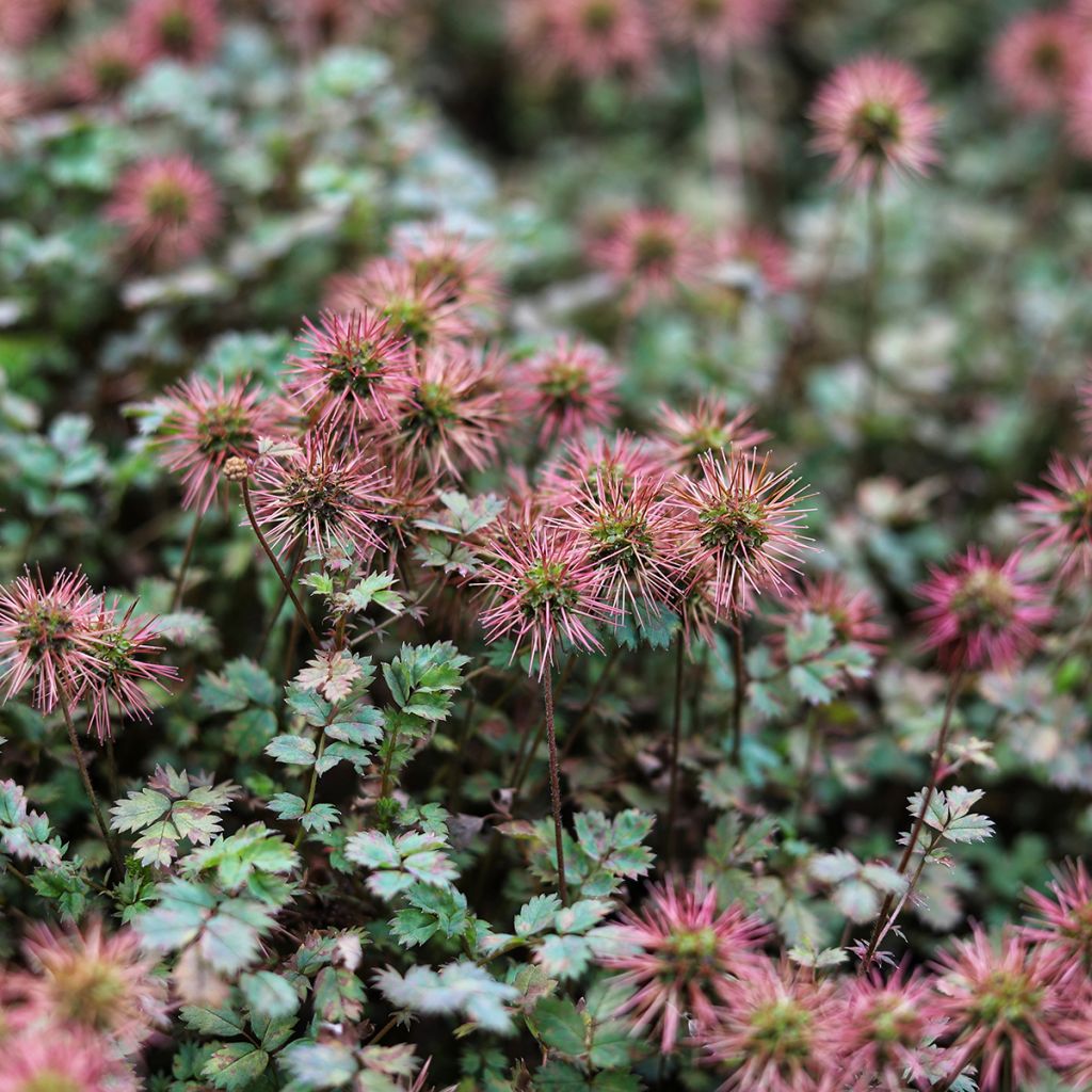 Acaena inermis Purpurea - Abrojos