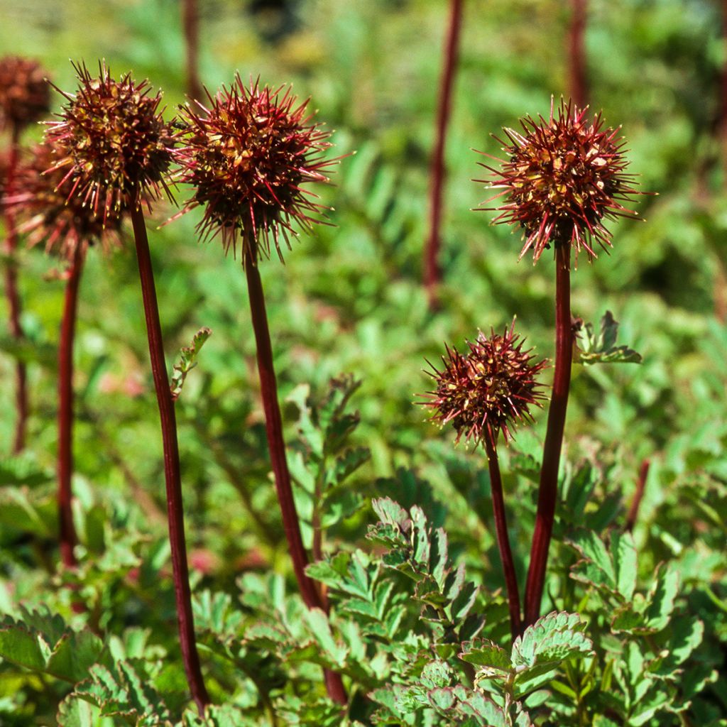 Acaena magellanica