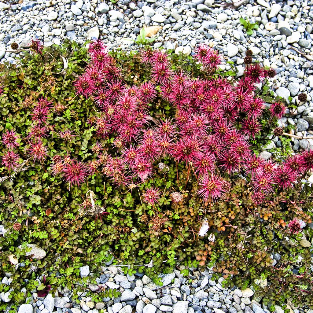 Acaena microphylla Dichte Matte - Abrojos