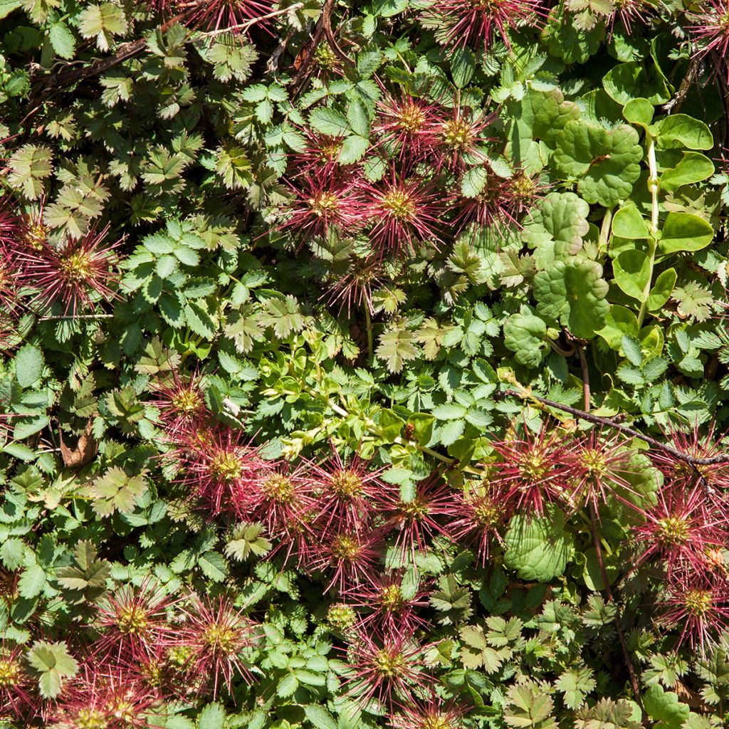 Acaena microphylla Kupferteppich - Abrojos