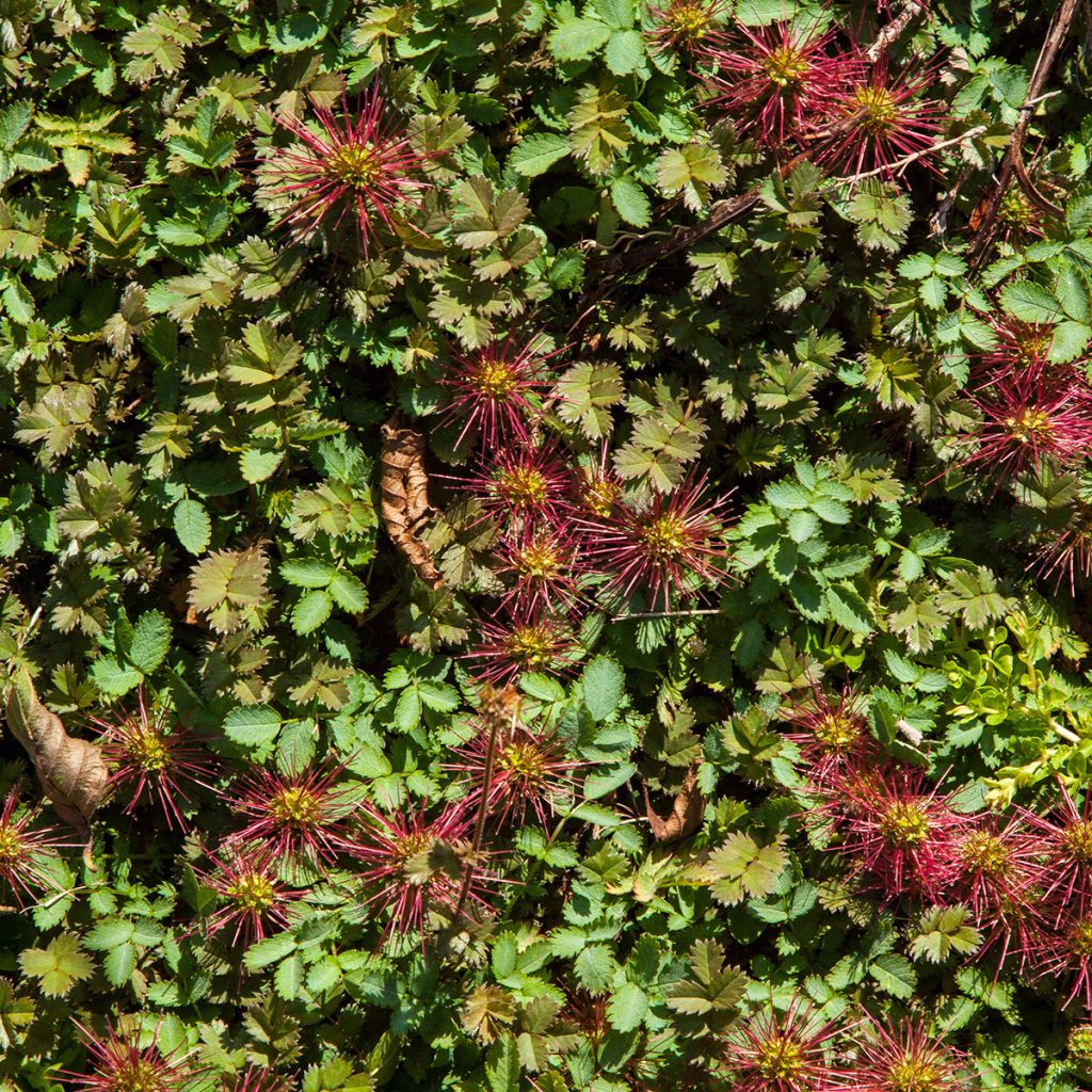 Acaena microphylla Kupferteppich - Abrojos